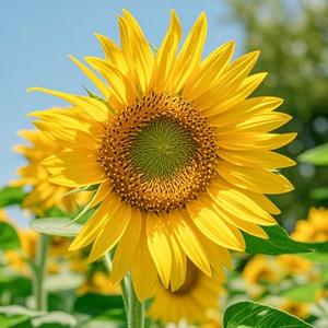 茶韵好物分享头像