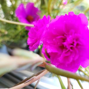 彩虹的微笑头像