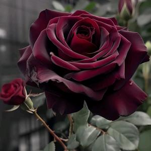 霸道女总裁头像