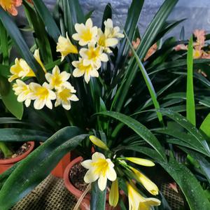 慧姐君子兰头像