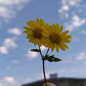 爱尔岛里の风头像