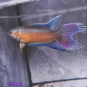 水精灵国斗头像