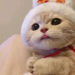 🌹🌹🌹🌹😘头像