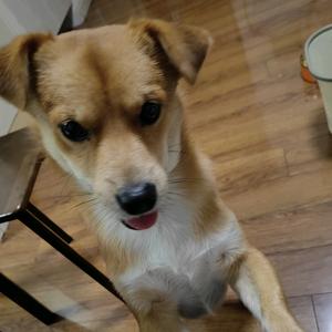 毛毛是个小可爱头像