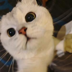 忧郁猫猫（陈平安）头像