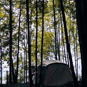 枫香崖森林PARK官方号头像