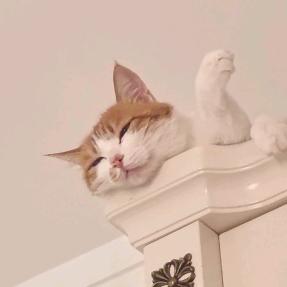 嘟喵嘟喵蛋蛋头像