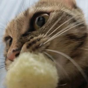 阿呆要早睡头像