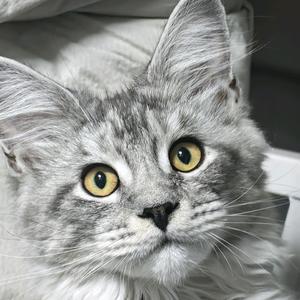 小满胜万全头像