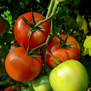 番茄小助理（亚利）头像