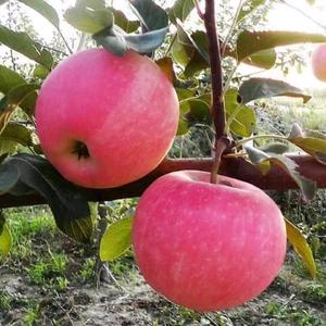 谁能理解我头像