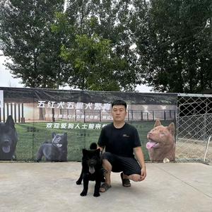 河南五黑犬五红犬繁育基地（冠山犬舍）头像