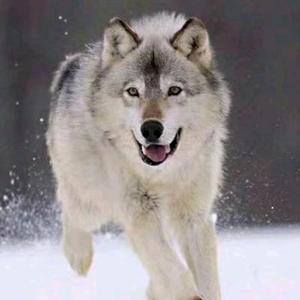 风和日丽全屋装饰头像