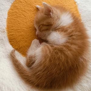 棉花。。。头像