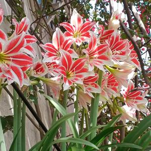 喜欢养花家盐酥鸡头像