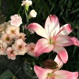 心清似水淡若云头像