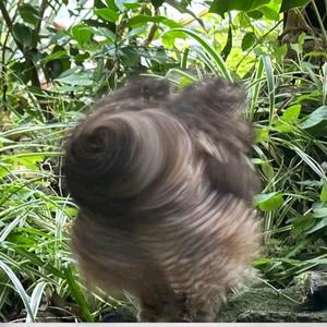 Ling凌清墨(发疯版)头像