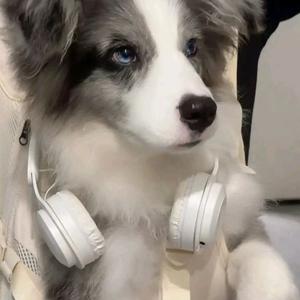 平安喜乐哇头像