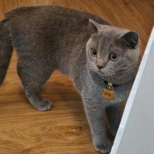 一只小胖团头像