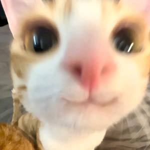 苏头像