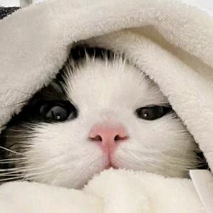 修狗翻新师头像