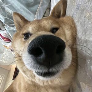 小狗芝士卷🌭头像