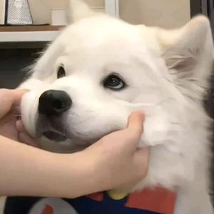 开心消消乐的更新日记头像