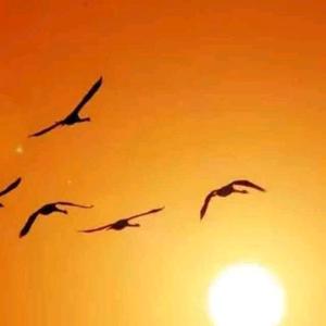 @飞⊙▽⊙歌头像