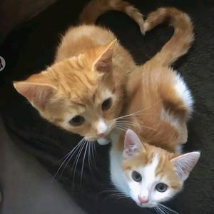 高官EM（第五人格）头像