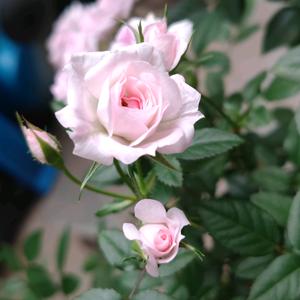 ╭(╯香水城╰)╮头像