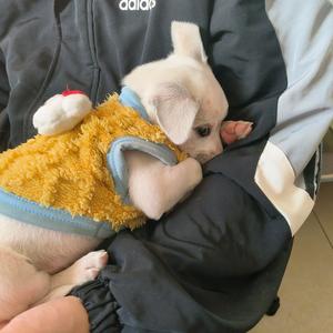 一只小十七头像