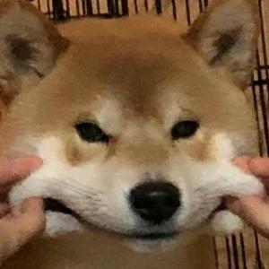 天天吃饱还不胖头像