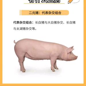 养猪帮手～薛姐头像