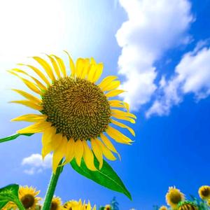 开心小学堂头像