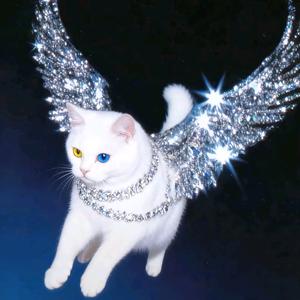 困困宅猫oki（见过22x7次版）头像