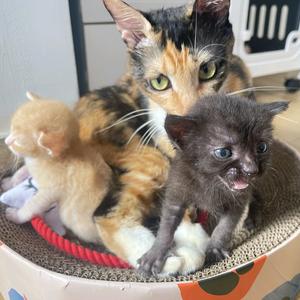 花黑橘的喵趣江湖头像