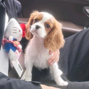 查理小飞象头像