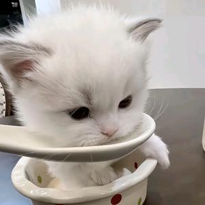 YY椰˃ ˄ ˂̥̥头像