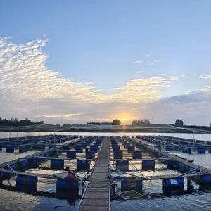 鱼我说鲤·观赏鱼头像