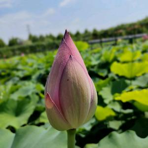 爱跳舞的老姚头像