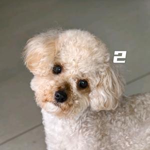 KYTV萌宠加日常2头像