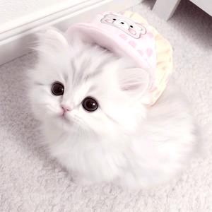 小橙子、头像