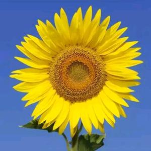 三百四包小超头像