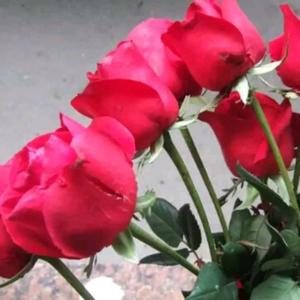 晚秋娇阳儿女双全头像