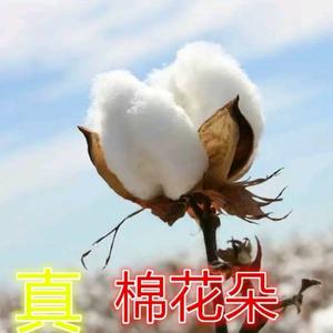 、✿゛小叮当ꦿ๑҉头像