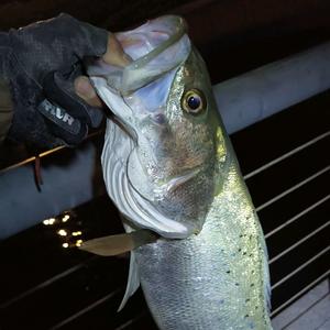 李 少当家《茅山路亚》头像