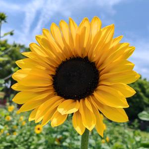 七七在武汉头像