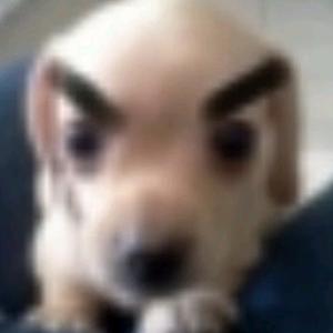 浣熊牌盐汽水头像