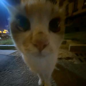 叉烧风癫🍟头像