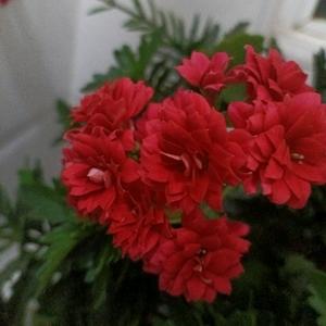 家和万事兴头像